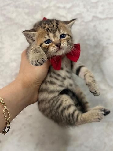 Digər heyvanlar: Britan — 1