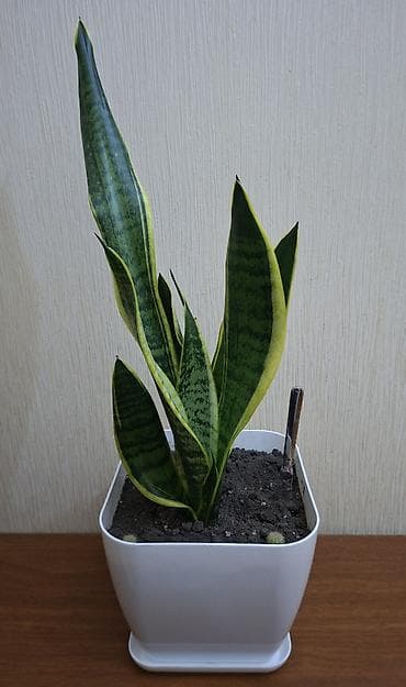 Sansevieriya "Laurentii" (Qayınana dili) dibçəkdə ​Sansevieria otaq