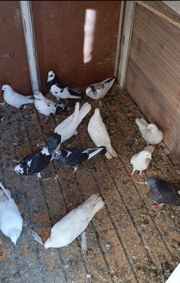 göyercin yuvası: Salam quslar sumqayitdadir 24-25 ededir hazir cutlerde var iclerinde — 3