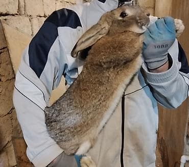seki heyvan: 🐇 Velikan və Kaliforniya Dovşanları Satılır Təmiz qan xəttindən olan — 6