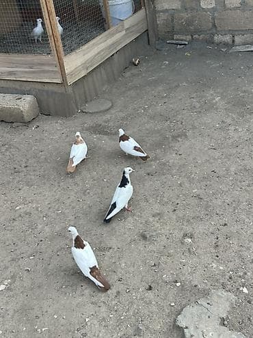 ev qus: Salam Alokum 4 dude Des Pecat Abrez olada Var icde 3 maya biri erkey — 3