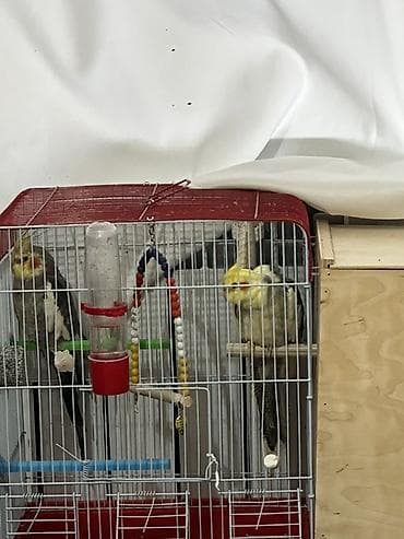 İtlər: Tam sağlam quşlardır cütü 110 m ikiside qızğındır Nymph (kakadula) — 3