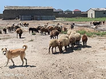 Məhsul: Qoyun və keçi sürüsü Təsvir: - Qarabaş, sarıbaş və qəhvəyi lalafo.az -da Məhsul: Qoyun və keçi sürüsü Təsvir: - Qarabaş, sarıbaş və qəhvəyi