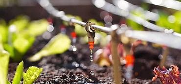 xan cinar agaci satisi: Bağlar üçün damcı suvarma sistemi quraşdırılması Bağınızın daha — 1