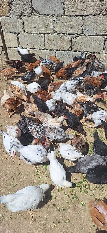 cucə yuvası: Toyuq cücələri, Damazlıq — 10