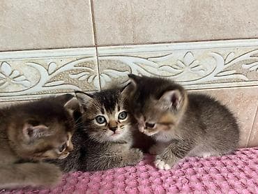 Qızıl şinşilla, Erkək, Dişi, Yaxşı əllərə, Ödənişli çatdırılma, Ünvandan götürmə
