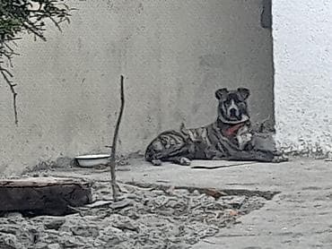 Pitbul, 11 ay, Erkek — 1