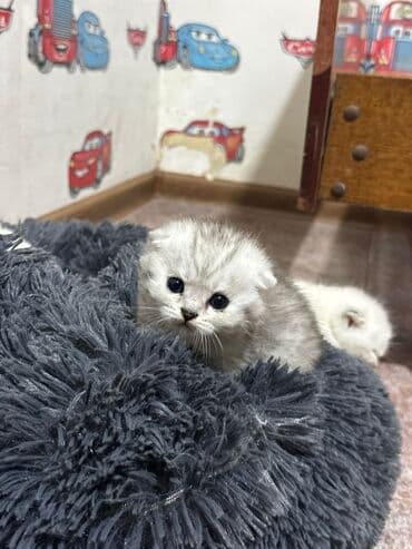 ən ucuz pişiklər: Britan — 5