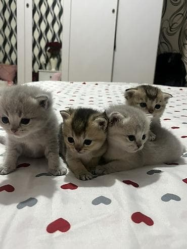 pişik adı: Britan — 3