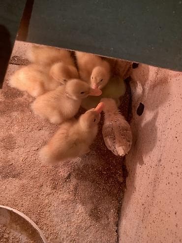 Pişiklər: Satılır: ördək balaları - Növ: sarı tüklü ördək balaları (dəqiq cins — 3