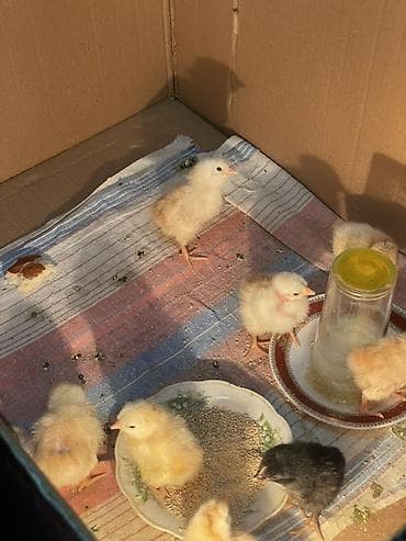 Цыплята: Куриные цыплята, Для разведения — 1