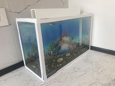 akvariyum: Dördbucaq akvarium, Balıqlarla birlikdə, 20 l, Ünvandan götürmə, Ödənişli çatdırılma — 2