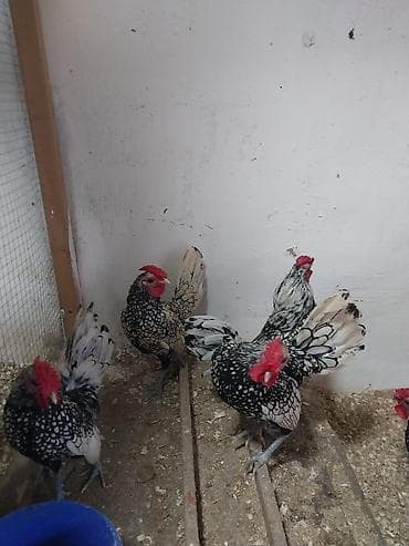 Pişiklər: Xoruz, il: 1, Ödənişli çatdırılma — 4