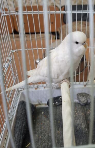 Tam saglam papuqaydi. Disidi. Dum agdi ustunde hecbir reng yoxdu. 2