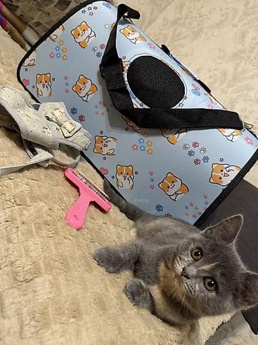 xaski it sekilleri: Yaxşı əllərə — 6