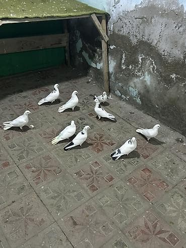 tetra quşu: Ağ rənglər üstünlük təşkil edən ev göyərçinləri — bir neçə quşun — 1