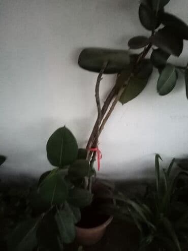 Gül чветок растения