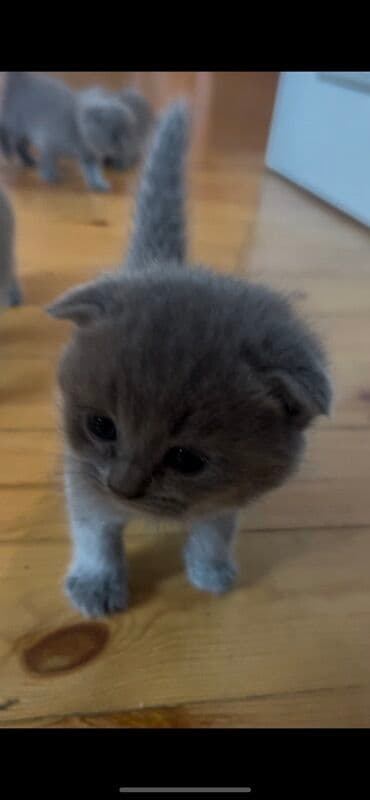 Şotland yastı qulaq, Dişi, Erkək lalafo.az -da Şotland yastı qulaq, Dişi, Erkək