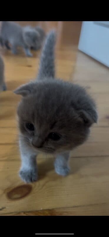 böyüməyən pişik: Şotland yastı qulaq, Erkək, Dişi — 1