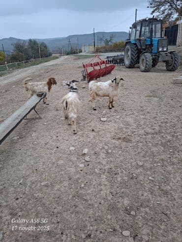 çəpiş: Satılır: keçilər - Say: 3 baş - Növ: yerli dağ keçisi tipli (uzun — 1