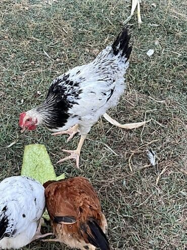 simmental inək cinsi: Курица, Для яиц — 1