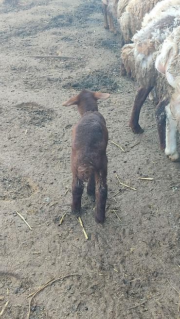 heyvanlar satışı: Birinci qarına ana-bala satılır kurdexanidadi heyvan. Qoyunun arxa sol — 3