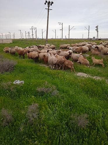 dişi buzov: Dişi, il: 1, Damazlıq, Ünvandan götürmə — 8