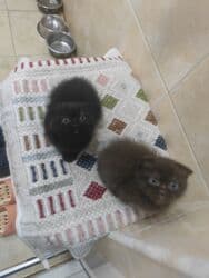 pişik şekileri: Şotland yastı qulaq, Dişi, Pulsuz çatdırılma — 10