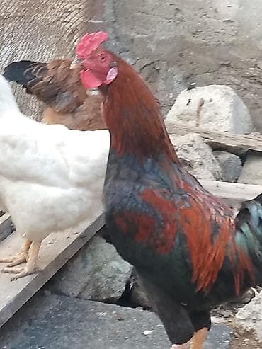 hind quwu: Döyüşkən xoruz 50 azn vəya 4fərə ilə barter ciddi alıcıyla razılaşmaq — 2