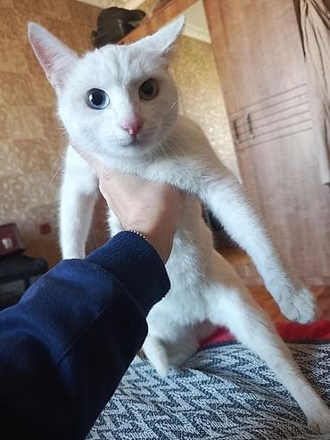 qoyun ucuz: Dişi, Yaxşı əllərə, Pulsuz çatdırılma, Ödənişli çatdırılma — 5