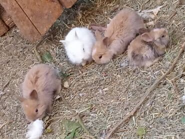 dovşanlar karlik: Sort kroluk karlik tüklü balaca qalan karlik dovşanlar dovsan əsil — 8