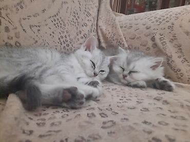 pisiy qumu: Britan, Dişi, Yaxşı əllərə, Ünvandan götürmə — 6