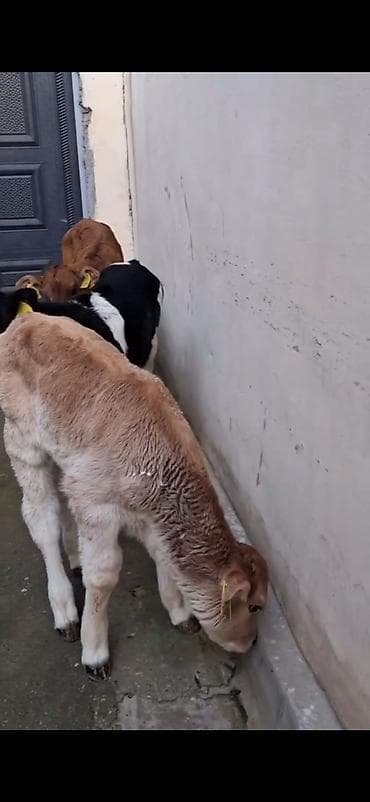 Кошки: Satılır: quzadan kəsilmiş bir neçə dana (südlük-döşəməli buzovlar) — 4