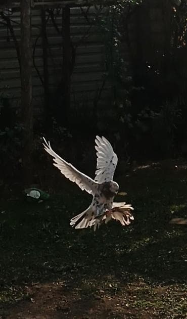 Ağ-qara ləkəli uçuş güvercini - Növ: ev güvercini (uçuş üçün lalafo.az -da Ağ-qara ləkəli uçuş güvercini - Növ: ev güvercini (uçuş üçün