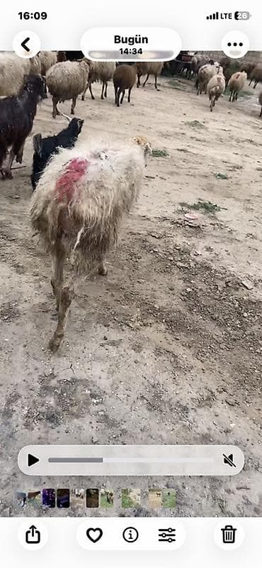 Bogaz qoca qoyun 20 gune doğar