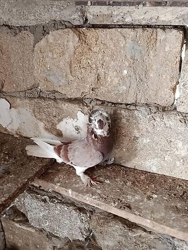 tap az heyvanlar: Kim istese maraqlana biler saglam heyvanlardi — 3