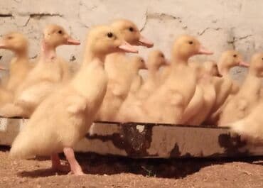 liqorin toyuqlari satilir: Salam tam saglam kuban ordekleri satlir 5 gunluk ordek balalaridi .258 — 2