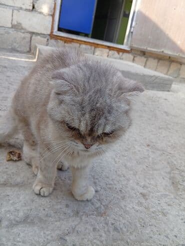 lal ördək balasi: Şotland — 2