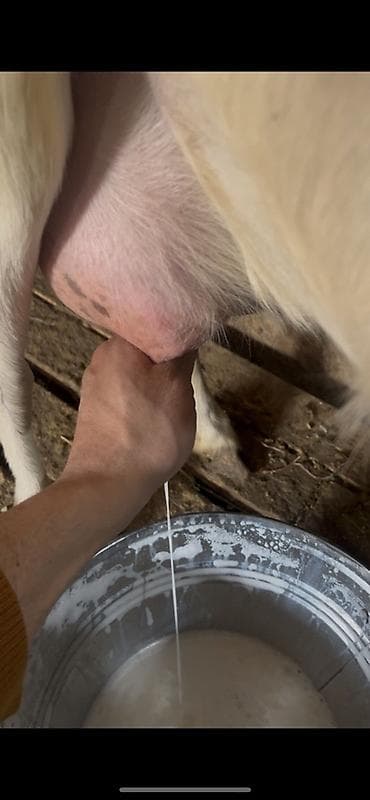 Şirniyyat məhsulları: Keçi südü gündəlik ən azı 10 litr olur ünvan Kürdəxanı kəndi 113 saylı — 1