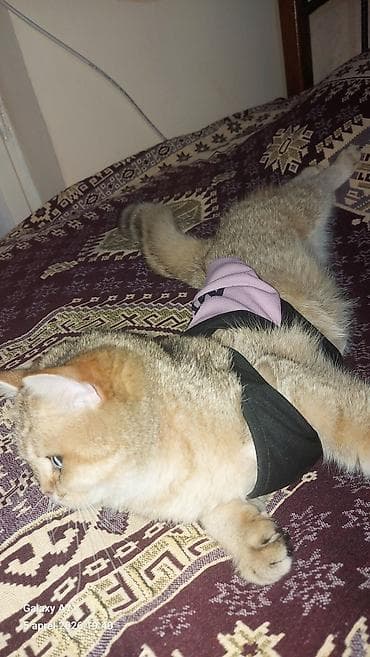 Pişiklər: Qızıl şinşilla, Dişi — 2