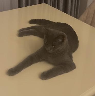 pisik adlari rusca: Rus mavi, Erkək, Yaxşı əllərə, Pulsuz çatdırılma — 3