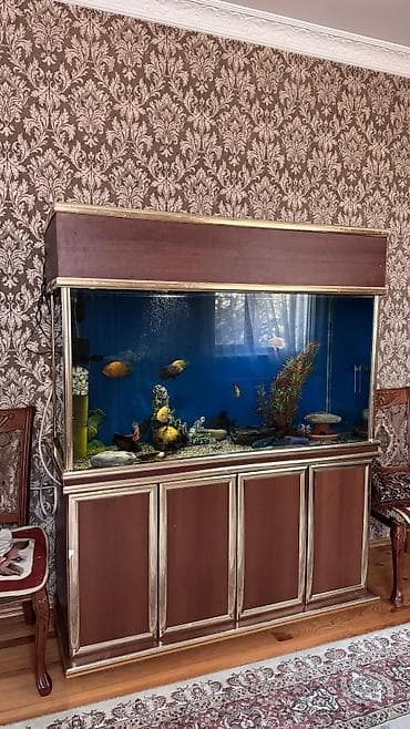 Heyvanlar üçün mallar: Böyük ölçülü şkaflı akvarium komplekti. Akvarium 500 litirlik satılır — 1