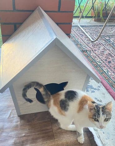 it yuvasi: Salam. Pişik, dovşan və itlər üçün keyfiyyətli yuvalara sifariş qəbul — 4