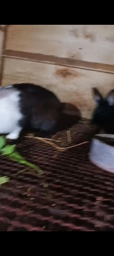 dovsan satisi: Məhsul: Dovşanlar (bir neçə fərqli rəng və ölçüdə) 32 ədəd dovşan — 3