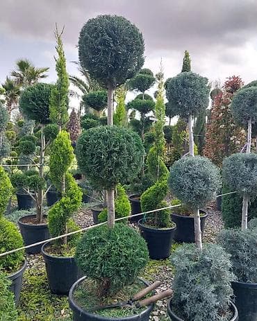 Avto xidmətlər: Pejaj və landşaft dizaynı xidməti - Həyət, bağ və villalar üçün — 5