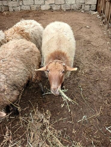 Qurbanlıq və kəsim üçün uyğun sağlam qoyun satılır. Gəlib yerində lalafo.az -da Qurbanlıq və kəsim üçün uyğun sağlam qoyun satılır. Gəlib yerində