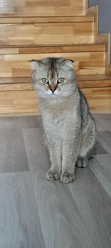 şotlandiya pişiyi: Şinşilla, Erkək — 1