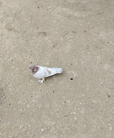 goyercin damı: Dekarativ goyercinler ikisi bir yerde olan hazir cutdu qalani baladan — 4