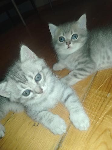 pişik tualet: Tabbi — 3