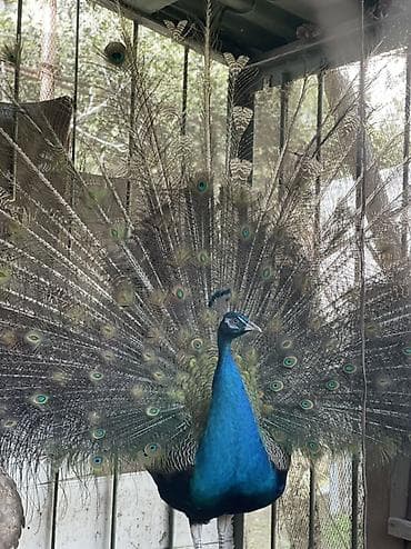 Mavi tovuz quşu – dekorativ quş - Növ: Hindistan tovuz quşu (Pavo lalafo.az -da Mavi tovuz quşu – dekorativ quş - Növ: Hindistan tovuz quşu (Pavo